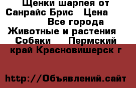 Щенки шарпея от Санрайс Брис › Цена ­ 30 000 - Все города Животные и растения » Собаки   . Пермский край,Красновишерск г.